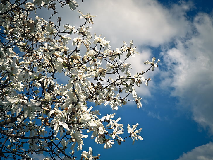 Magnolia, træ, Blossom, Bloom, forår, haven, natur