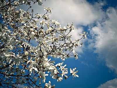 Magnolia, árbol, flor, floración, primavera, jardín, naturaleza
