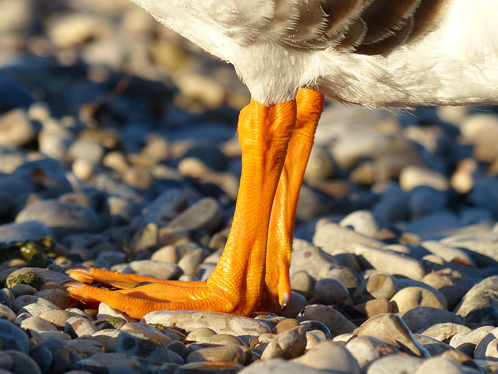 Duck, Duck feet, fødder, orange, sten, vand, Isar