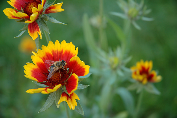 Bee, blomma, insekt, sommar, djur, naturen, gul