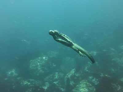 morske iguane... dok, Galapagos, ronjenje, gmaz, Iguana, gušter, životinja