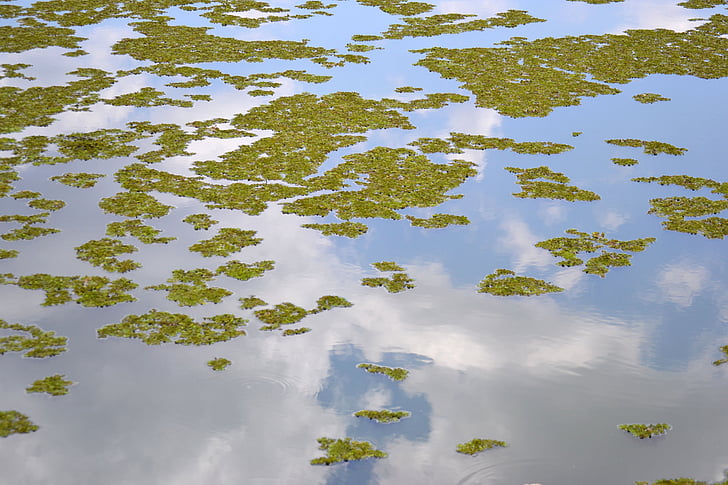 jezero, odsev, listi, narave, vode