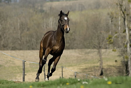cavalo, natureza, animal, equino, Pre, pradaria, cavalo marrom