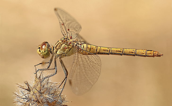 Dragonfly, makro fotografie, Příroda, zvířecí přírody, jedno zvíře, hmyz, zvířata v přírodě