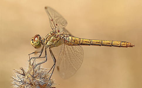 Dragonfly, makrofotografering, natur, animalske dyreliv, et dyr, insekt, dyr i naturen