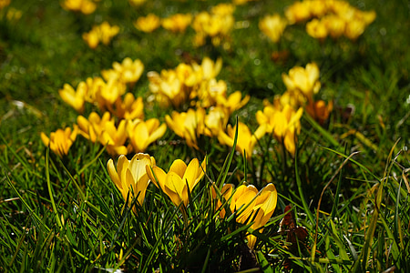 crocus, flowers, plant, spring, frühlingsblüher, yellow, mm