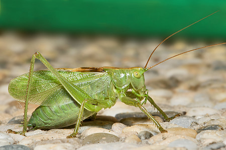 katydid, grasshopper, insect, bug, macro, nature, green