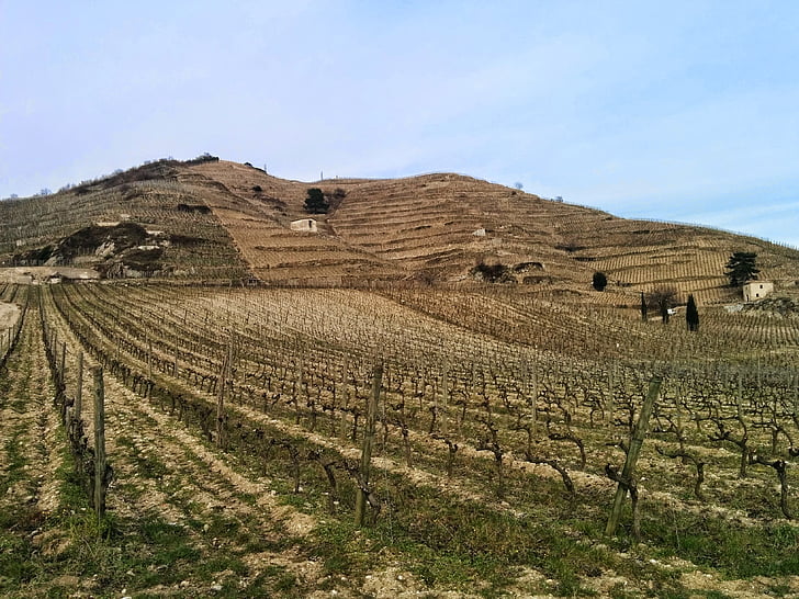 vines, wine, agriculture, rural
