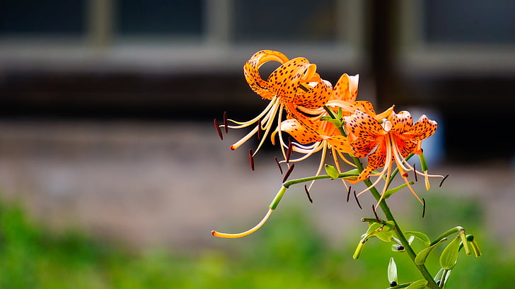Blumen, Natur, Pflanzen