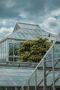 skleník, rostliny, Příroda, struktura, sklo, budova, mraky