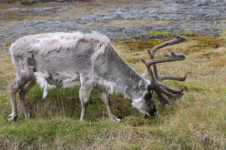 renos, Reno, Svalbard, un animal, fauna silvestre, no hay personas, animales en la naturaleza