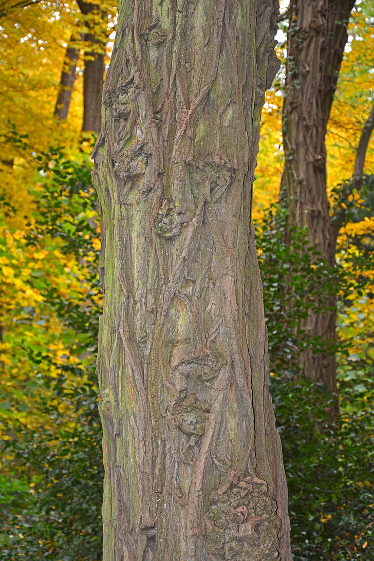 pohon, log, musim gugur, suasana musim gugur, kulit, suku, hutan