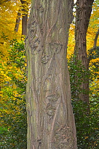 drvo, zapisnik, jesen, jesenje raspoloženje, kora, pleme, šuma