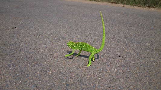 Chameleon, plaz, jašterica, Zelená, osamelý, chôdza, pomalé