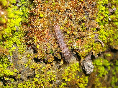 caterpillar, moss, green, wall, nature, leaf, autumn