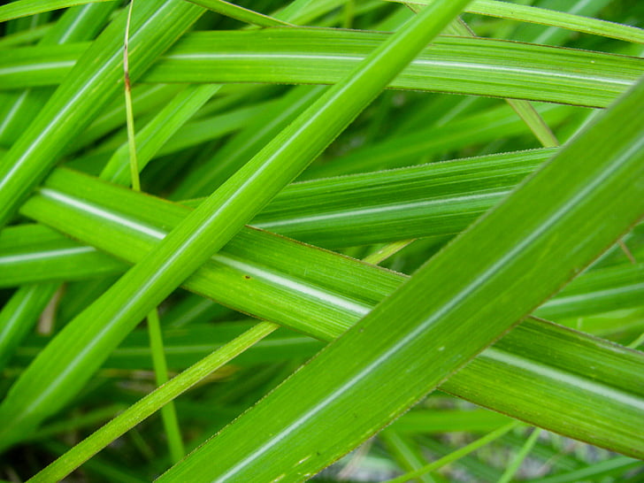green, leaves, plants, green color, full frame, backgrounds, close-up
