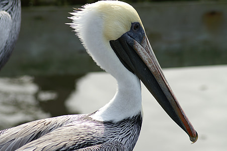 Pelican, fågel, Aves, vatten fågel, fauna, aviär, Bill