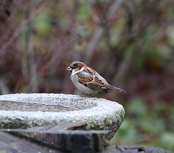 bird, house sparrow, passer domesticus, springs, birdbath, nature, animal