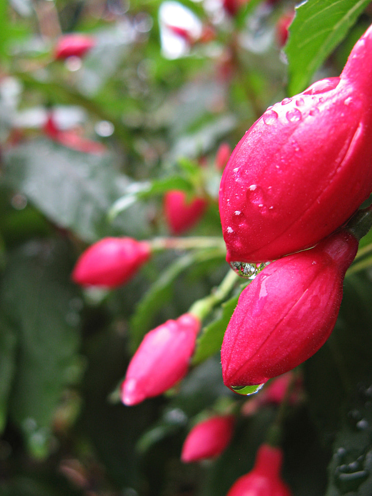 Fuchsia, Blossom, nở hoa, màu hồng, Dewdrop, giọt nước, Fuchsia Hoa