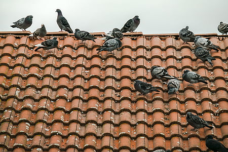 pigeons, roof, tile, gable, home, red, birds