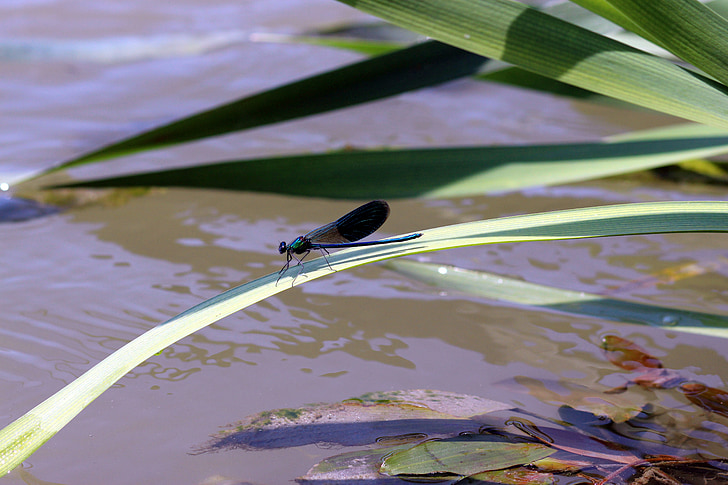 Dragonfly, listov, vode, narave