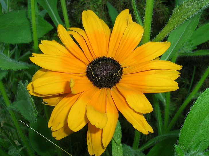 small flower, sunflower, grass