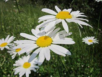 Kopretina bílá, Ox oko sedmikráska, Kopretina bílá, květ, Flora, wildflower, makro