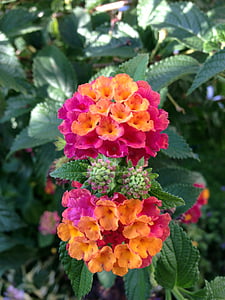 lantana, ornamental plant, lantana camara, blossom, bloom, orange, pink