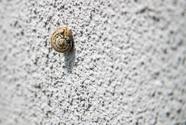 snail, snail on the wall, loneliness, testing, power, the purpose of the, sorrow