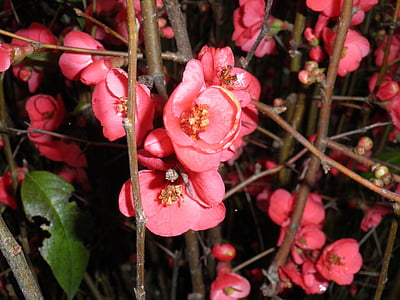 florescência de ramos, flores cor de rosa, arbusto de florescência