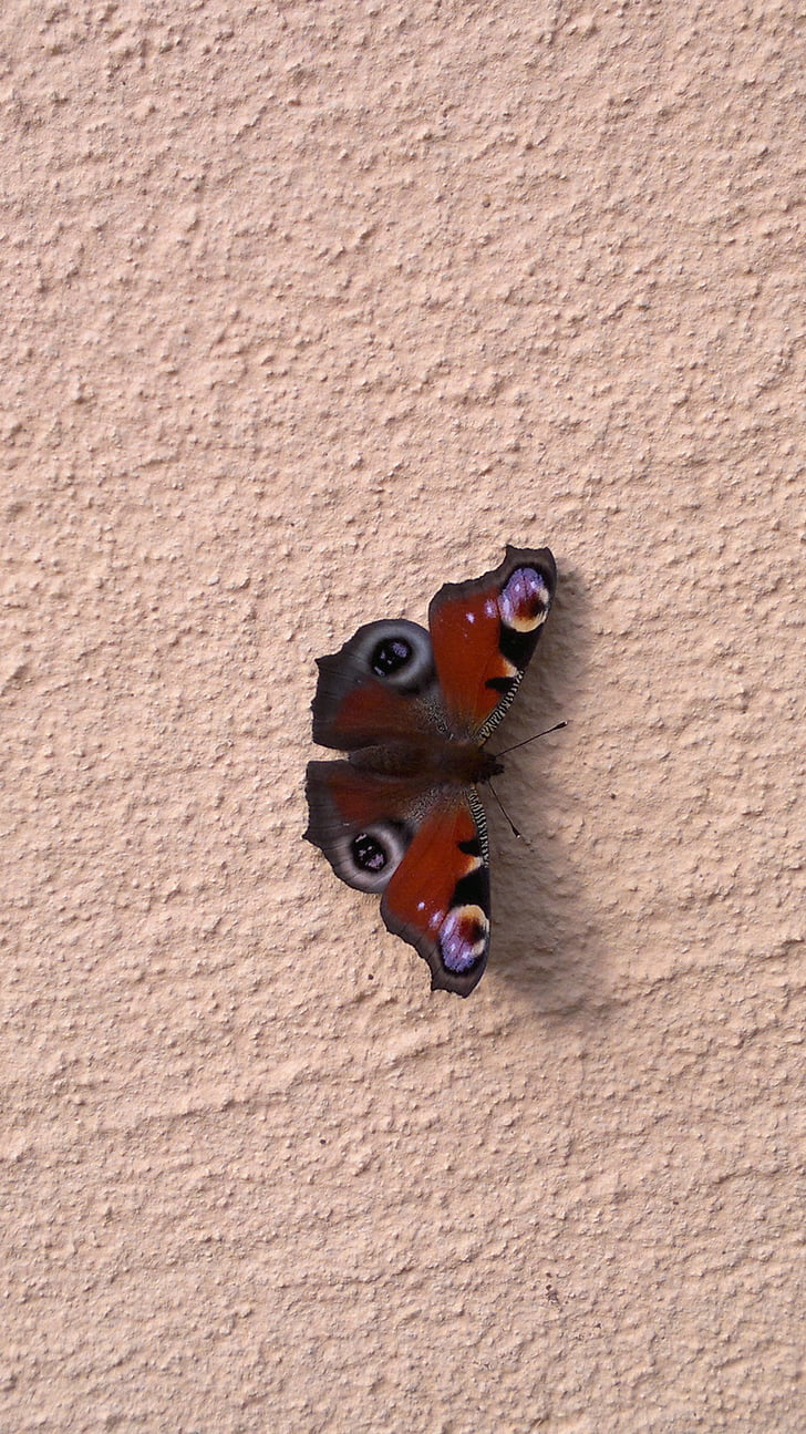 Peacock, vlinder, insect, sluiten, Peacock vlinder