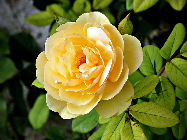 Żółty kwiat, Rosa, Bloom, Natura, Róża-, roślina, kwiat
