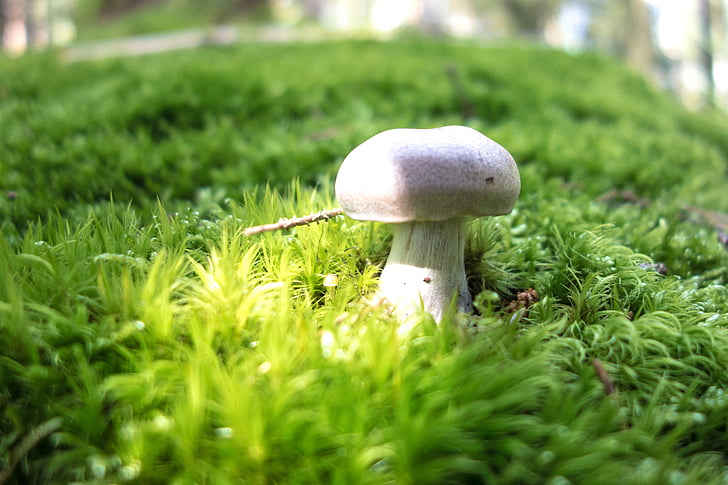 mushroom, forest, champion, moss