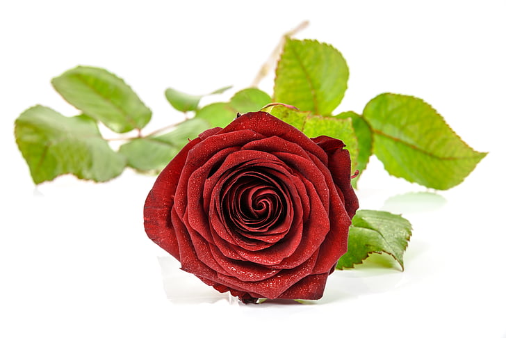 rose, nature, gift, red, single, closeup, beauty