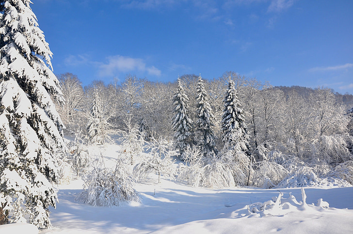 Vosges, mùa đông, tuyết, Thiên nhiên, rừng, cây, Frost