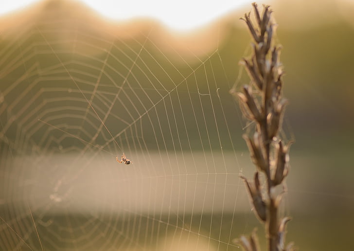 spider, web, nature, summer, lawn, life, insects