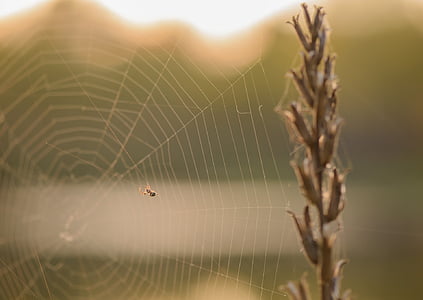 păianjen, Web, natura, vara, gazon, viata, insecte
