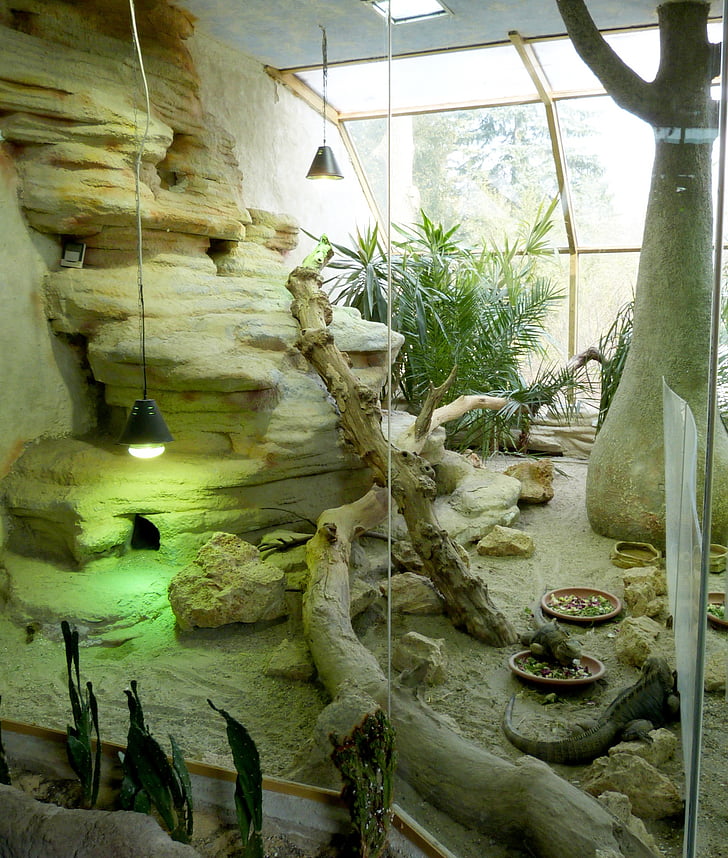 terrarium, zoo, rock, green, wood