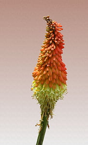 Fackel-Lilie, Rakete Blume, Orange, Blüte, Bloom, orange Blumen, Anlage