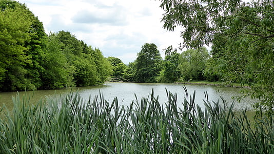 jezero, zelená, Reed, Příroda, rybník, vody, krajina