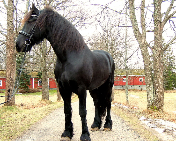 horse, black, animal
