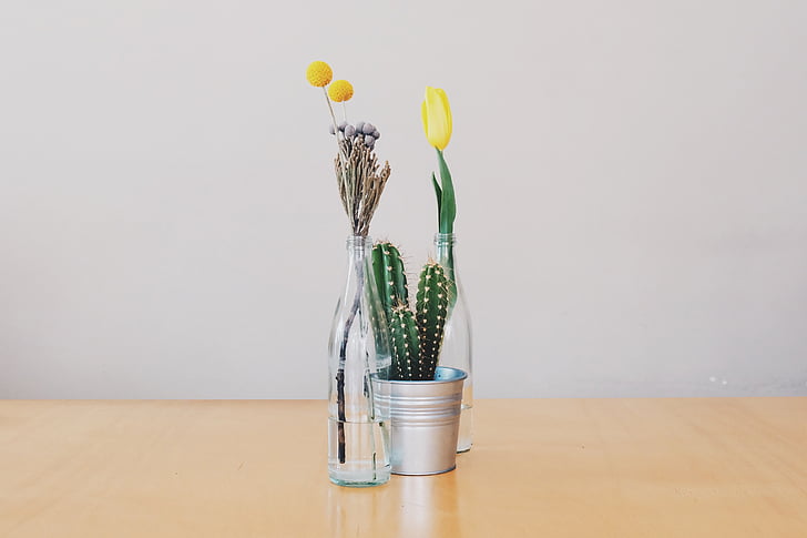 flowers, vases, cactus, tulips, decoration, objects, still life