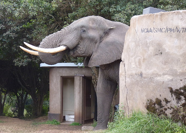 elefant, Afrika, toalett, støttenner, campingplass