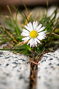 Daisy, bunga, kuning, Aster, musim semi, putih, alam