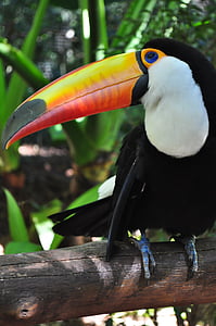 Tucano, vták, Brazília, Brazílsky fauny, Príroda, kanvici, Forest