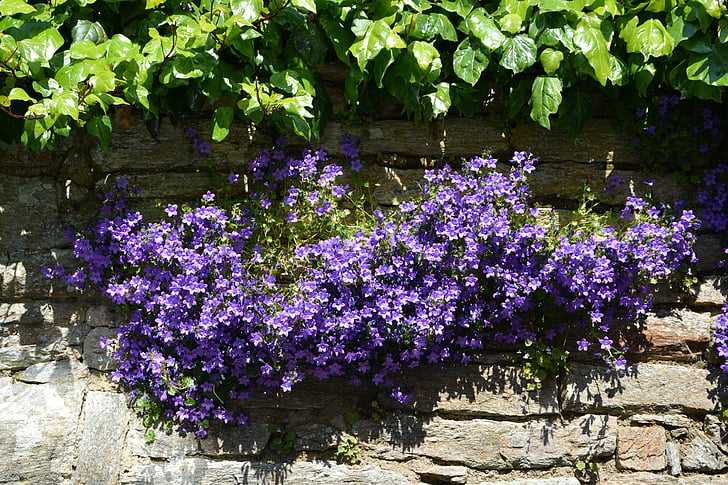 꽃, campanules, 벽, 자연, 플로 라, 꽃, 블루