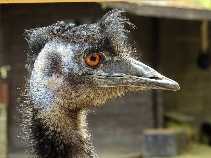 strauss, bird, ostrich, animal, flightless bird, zoo, emu