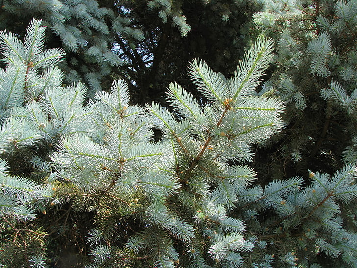 Blue spruce, Gran, blå, treet, grønn, skog, Christmas