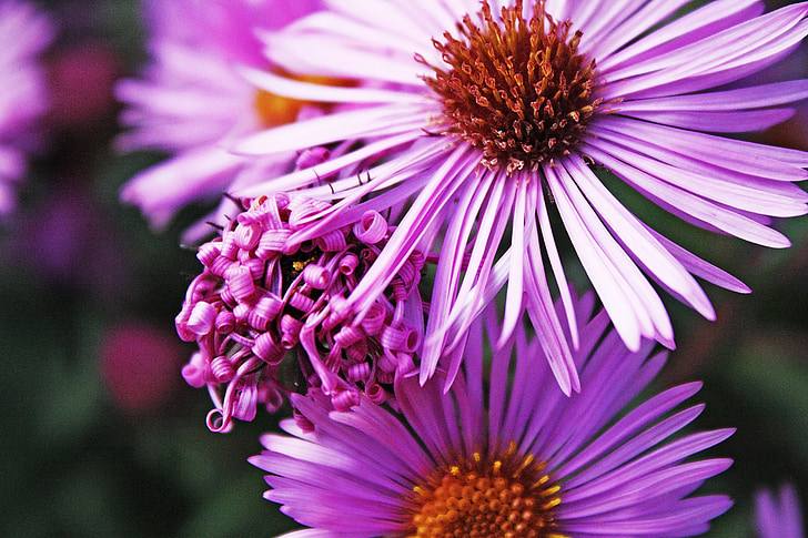 flower, plant, nature