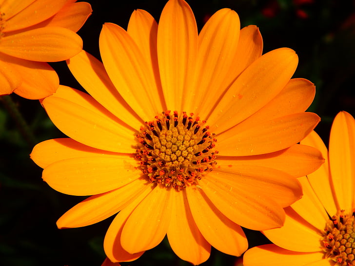 cvet, ognjič, cvet, cvet, blizu, rumena, oranžna